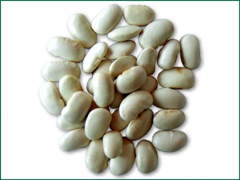 White Kidney Bean P.E